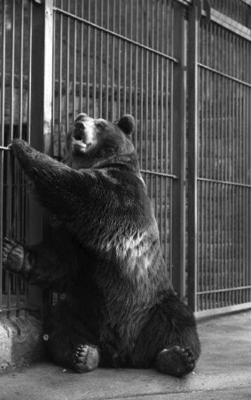 Braunbären im Karlsruher Zoo.