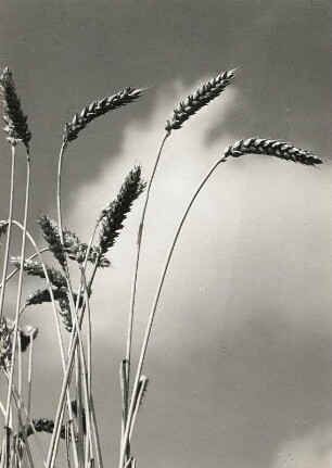 Weichweizen (Triticum aestivum), auch Brotweizen oder Saat-Weizen,Ähren