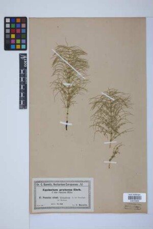 Equisetum pratense Ehrh.