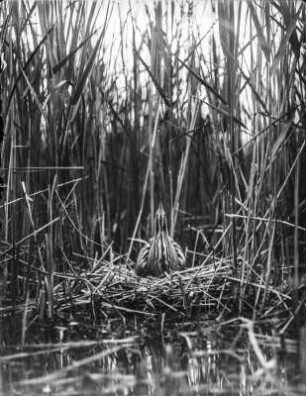 Rohrdommel : Rohrdommel (Botaurus stellaris) auf dem Nest.