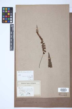 Adiantum rhizophytum Schrad.
