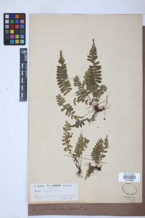 Asplenium lunulatum Sw.
