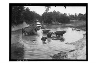 Wasserstelle für Vieh : Thailand. Ochsentränke, 1908/1913