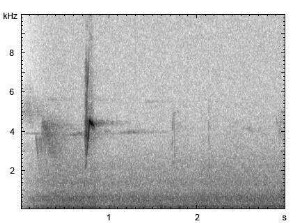 Buchfink | Fringilla coelebs - Ruf, Gesang