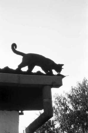 Haustier Katze.