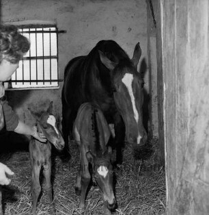Lasbek-Dorf: Landwirtschaft: Pferdezucht Helmut Gerken: Zwillingsgeburt: Stute und beide Fohlen im Stall: links Frau