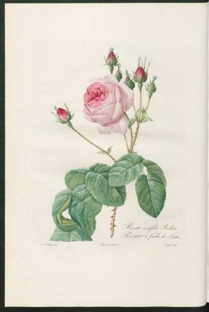 Rosa centifolia Bullata. Rosier à feuilles de Laitue. Langlois sculp.