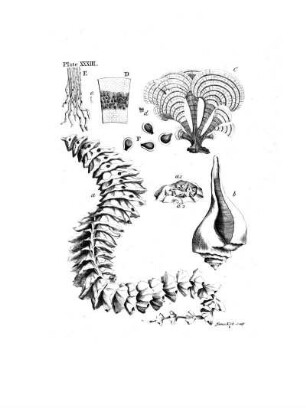 Plate XXXIII