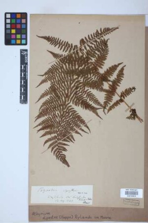 Athyrium alpestre (Hoppe) Rylands