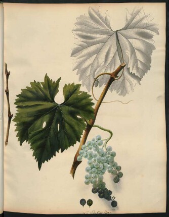 84. Le Schukuru blanc