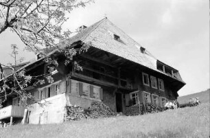 Todtnauberg: Schwarzwaldhaus am Hang; seitlich; Vordergrund Baum