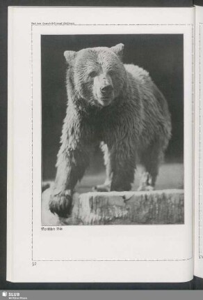Syrischer Bär