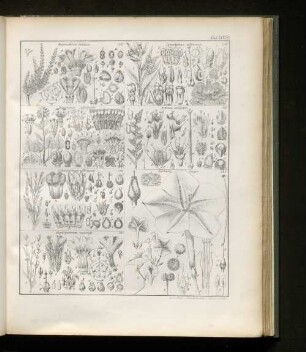 Tab. XXXVII