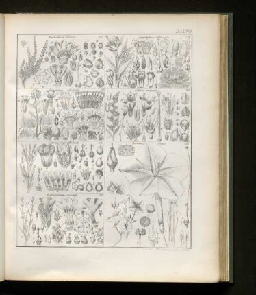 Tab. XXXVII