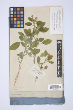 Heliotropium europaeum L.
