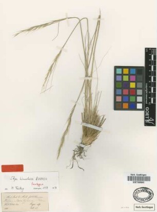 Stipa himalaica Roshev. [paratype]