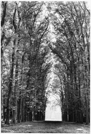 Platanenallee im Park von Versailles (Frankreich)