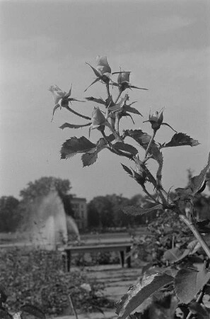 Rosen im Agra-Park