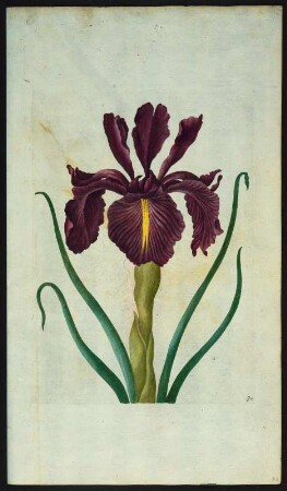 Tunckelblaue Iris oder Schwert-Lilje