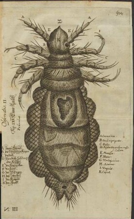 Illustration 5: Observatio II. Fig. III.