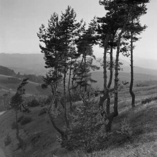 Landschaftsbild der bulgarischen Rhodopen