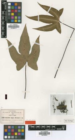 Hemionitis elegans Davenp. [isotype]