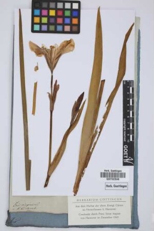 Iris virginica