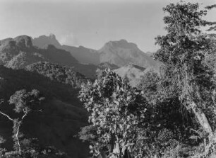 Bergwald : Dichte Vegetation im Norden der Uluguru-Berge