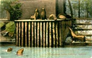Zoologischer Garten, Leipzig: Seelöwen