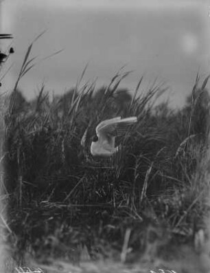 Lachmöwe : Lachmöwe (Chroicocephalus ridibundus Linnaeus) am Nest anfliegend.