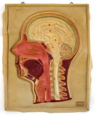 Modell Biologie: Kopf (Mensch, Organe)