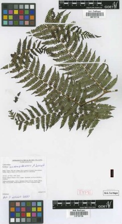 Cyathea austropallescens Lehnert [paratype]