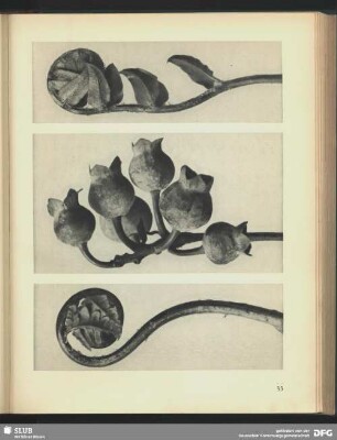 Vaccinium corymbosum