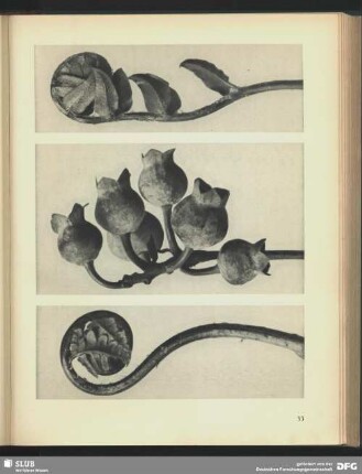 Vaccinium corymbosum