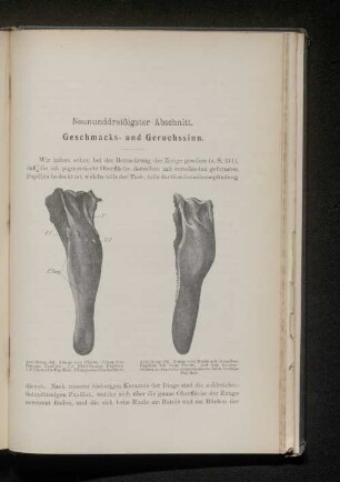 Neununddreißigster Abschnitt. Geschmacks- und Geruchssinn.