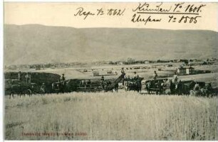 Lewiston, Idaho. Threshing Wheat