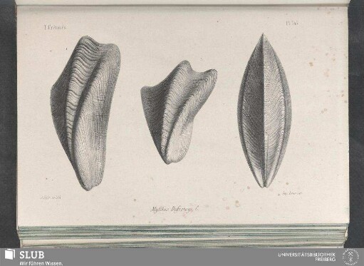 Pl. 343