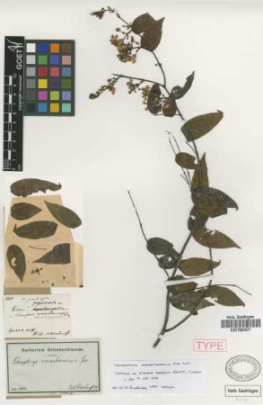 Hiraea gracilis Benth. [isotype]