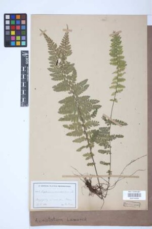 Asplenium cristatum Lam.