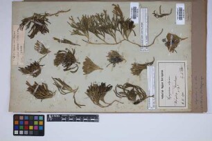 Diphasiastrum alpinum (L.) J. Holub
