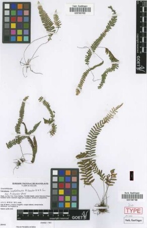 Ceradenia madidiensis M.Kessler & A.R.Sm. [isotype]