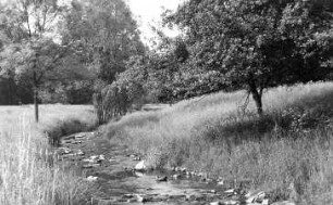 Triebischtal-Tanneberg. Triebisch bei der Eulenmühle