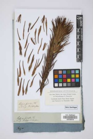 Retzia spicata Th.