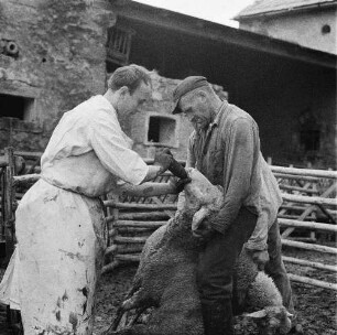 Dresden-Reick, Oskar-Röder-Str. 6. Tierklinik. Verabreichung eines Medikamentes bei einem Schaf