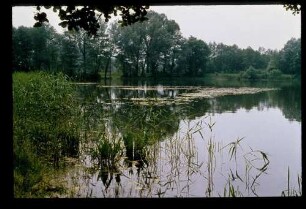 Schlänitzsee 6.6.79.