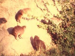 Heterohyrax brucei (Procaviidae) - Young Playing with Each Other and with Young Procavia johnstoni (Open Air Shots)
