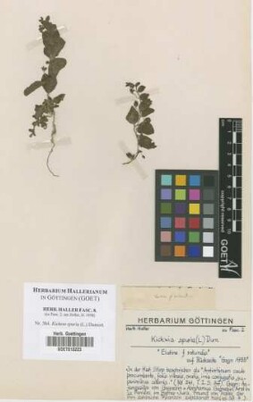 Kickxia spuria (L.) Dumort.