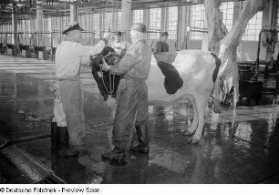 Rind vor der Schlachtung
