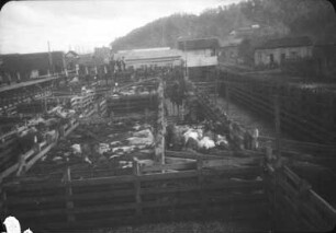 Viehmarkt (Lateinamerika-Aufenthalte 1928/1942 – 1. Chile 1928)