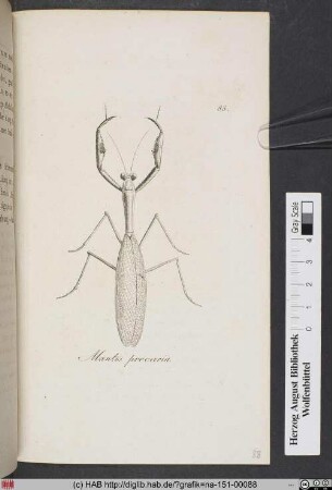 Mantis Precaria / Eine Art von wandelndem Blatt oder Gottesanbetherinn.